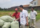 Bulog Surakarta Gencarkan Penyerapan Gabah Beras