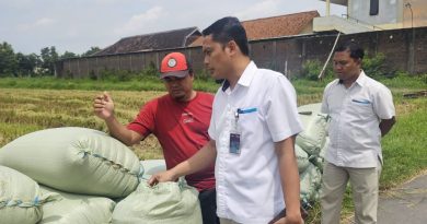 Bulog Surakarta Gencarkan Penyerapan Gabah Beras