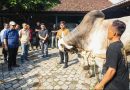 Fokus Penggemukan dan Kurban, Peternakan Sapi di Purworejo Bisa Jadi Percontohan